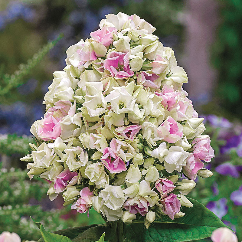 Phlox Cream de la Cream