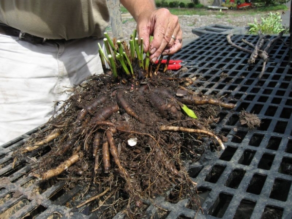 Tree Peony: Roots