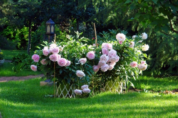 Tree Peony: Growing