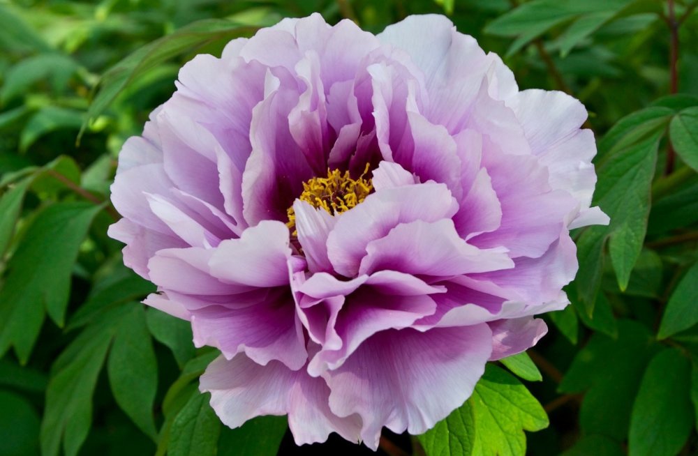 Tree Peony Sapphire