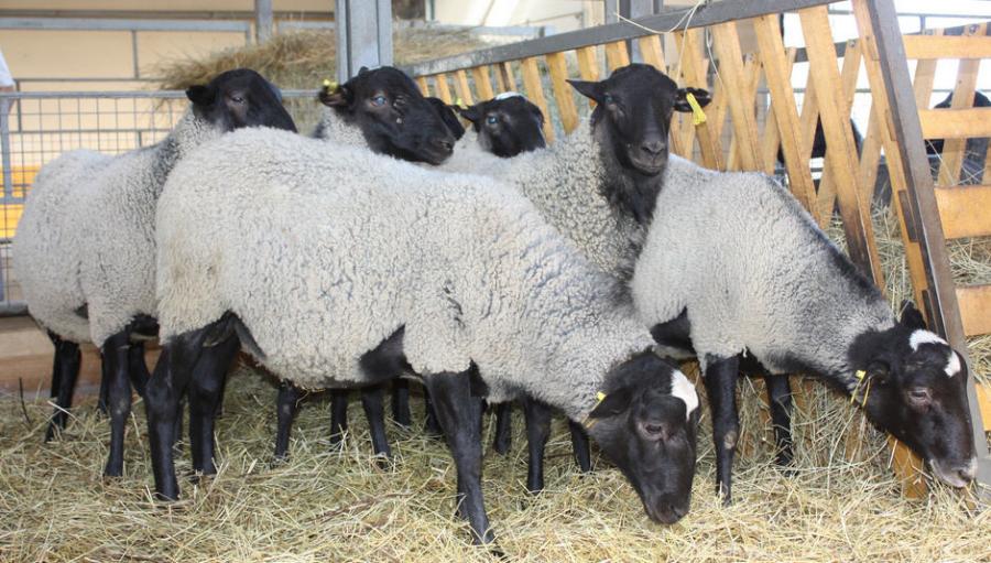 Романовская порода овец: описание