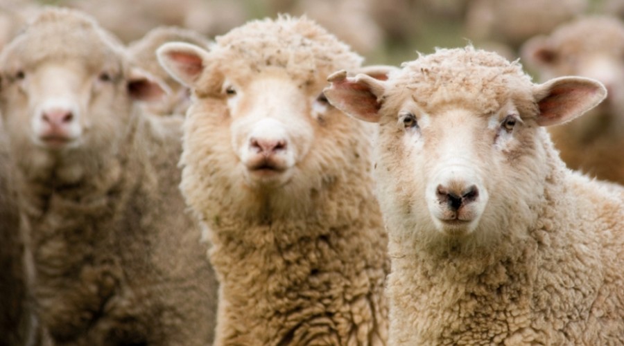 Порода овец Прекос
