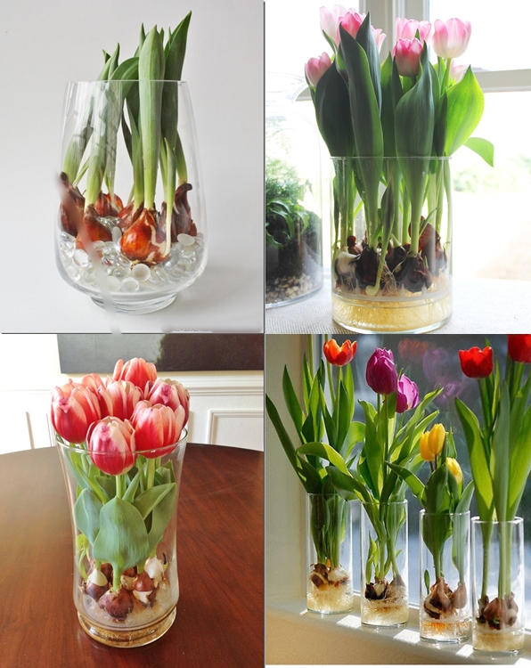 Как выращивать тюльпаны в воде