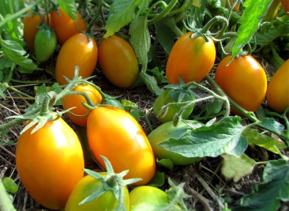 Early variety of tomatoes "Golden Stream"