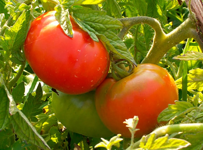 Early grade of tomatoes "Early-83"