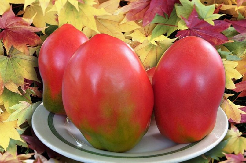 Early variety of tomatoes "O la la"