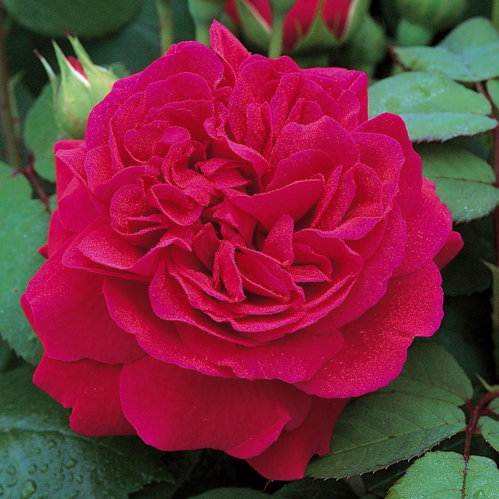Английская роза сорта Тесс оф зе д'Эрбервилль