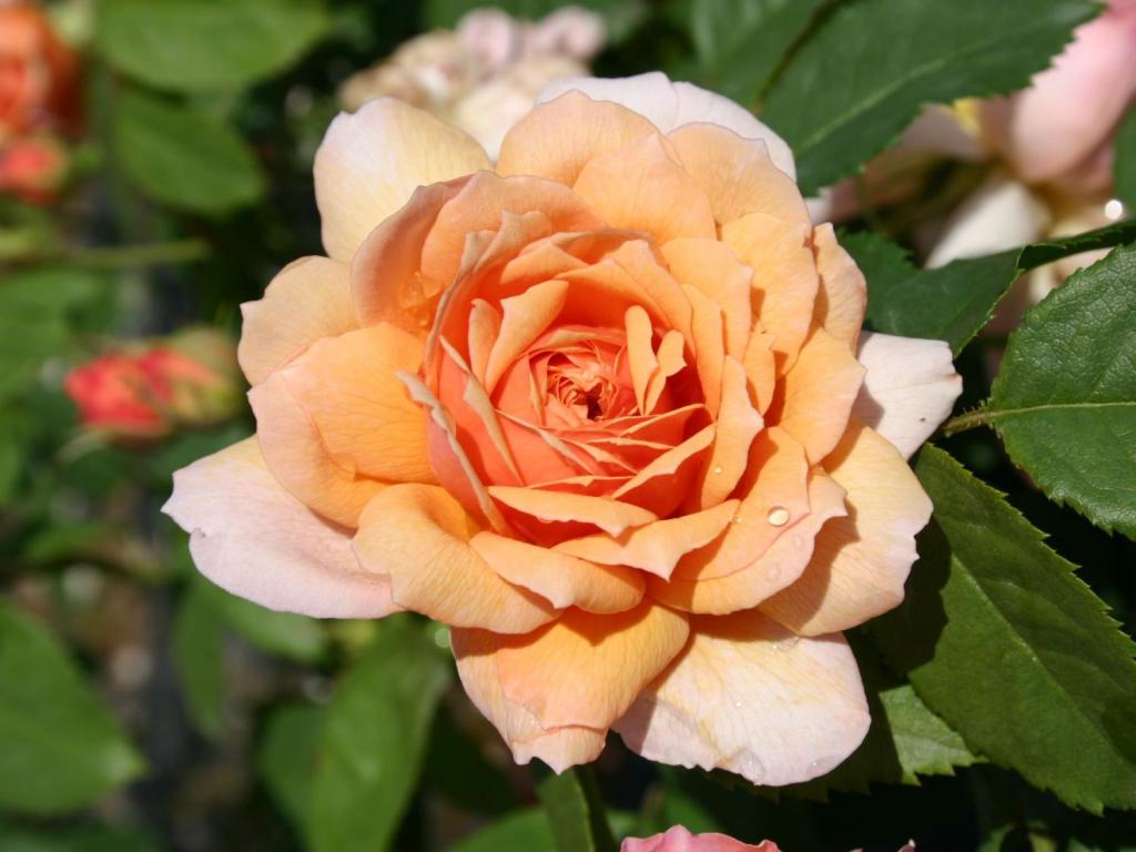Английская роза Грейс