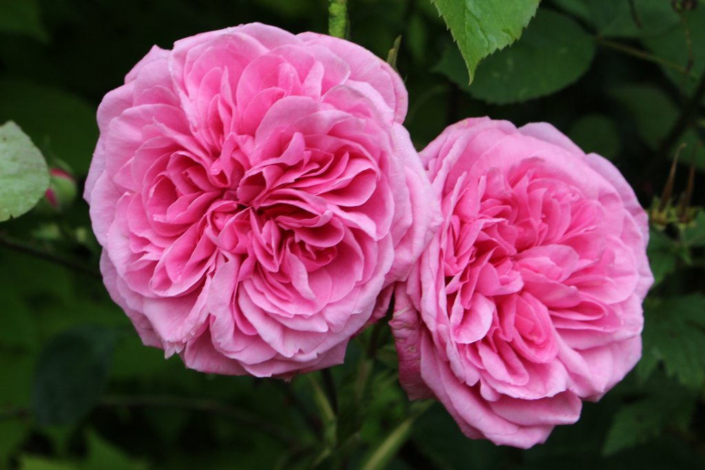 Английская роза Гертруда Джекил