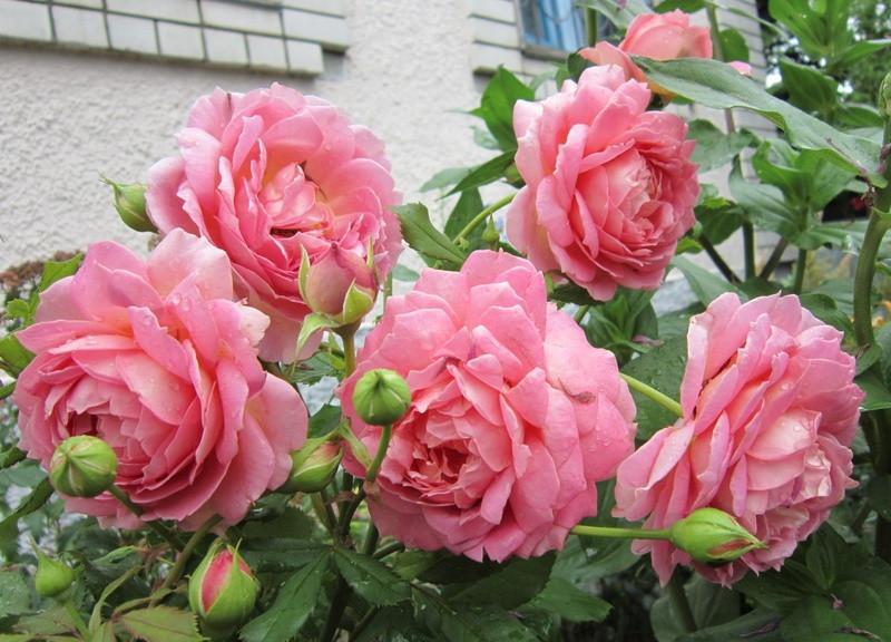 Английская роза Джубили Селебрейшен