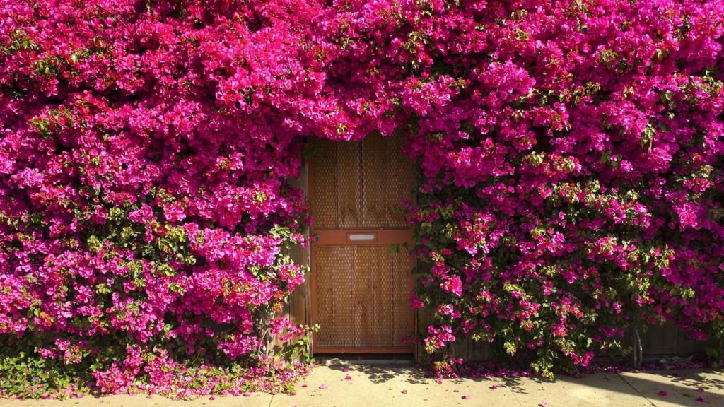 Planting climbing roses in open ground