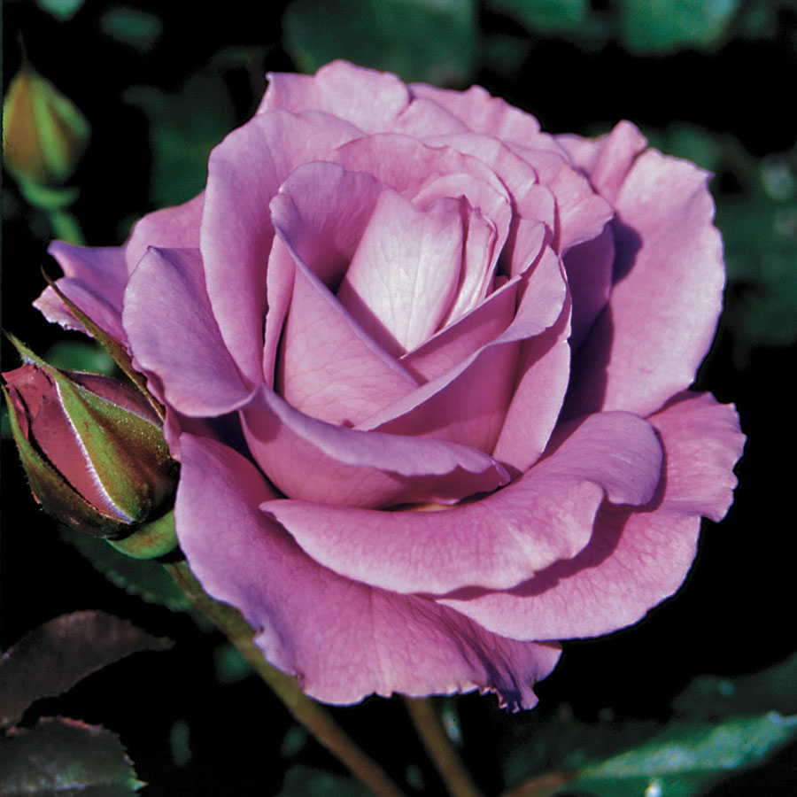 Rose floribunda