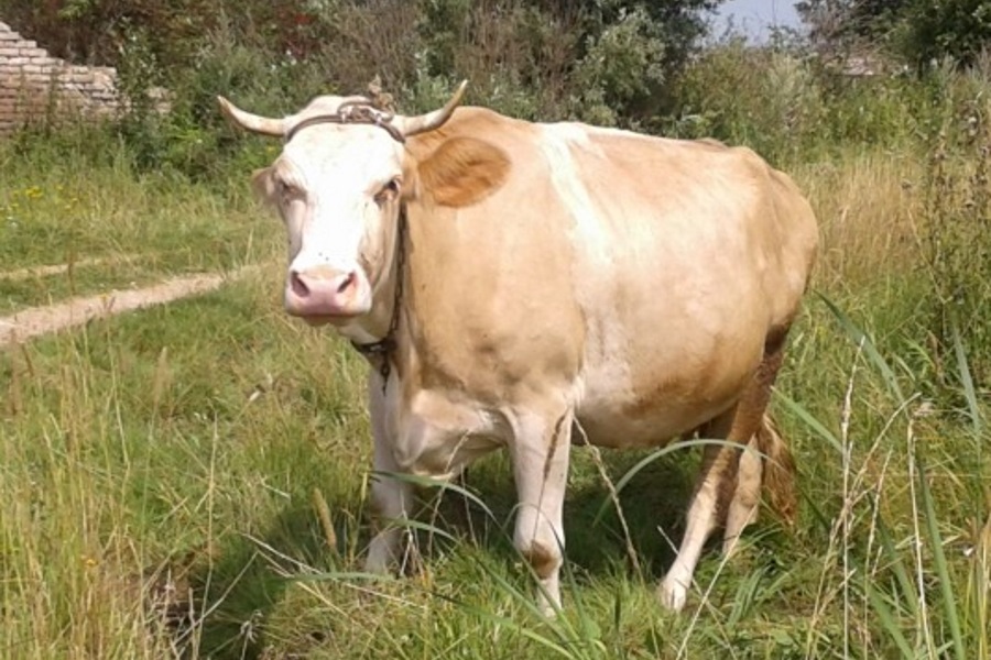 Сычевская порода коров
