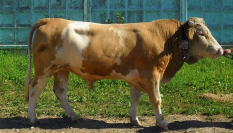 Сычевская порода коров: фото