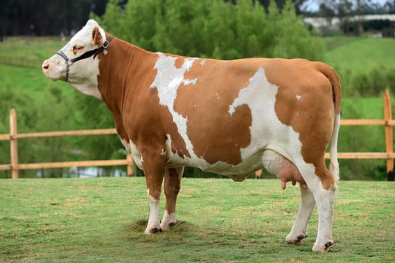 Сычевская порода коров: характеристики