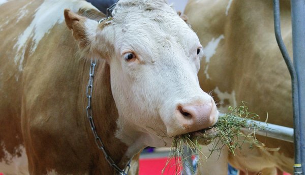 Сычевская порода коров: фото и описание