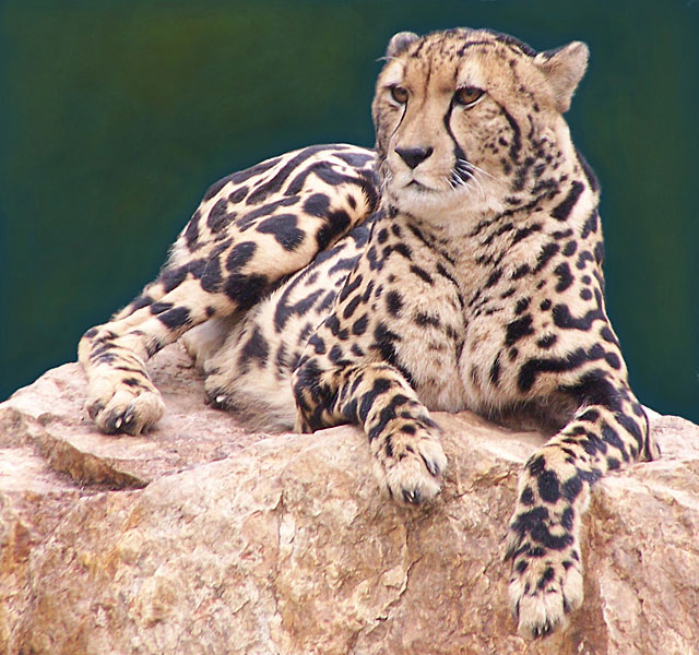 King cheetah: habitat