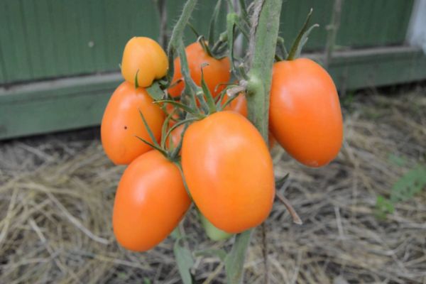 Chukhloma tomato variety