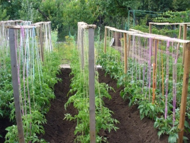 How to plant tomatoes in open ground