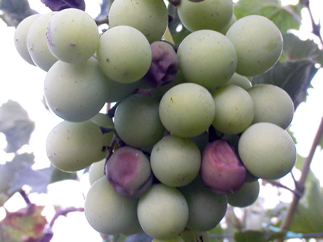 Обрезка кистей винограда