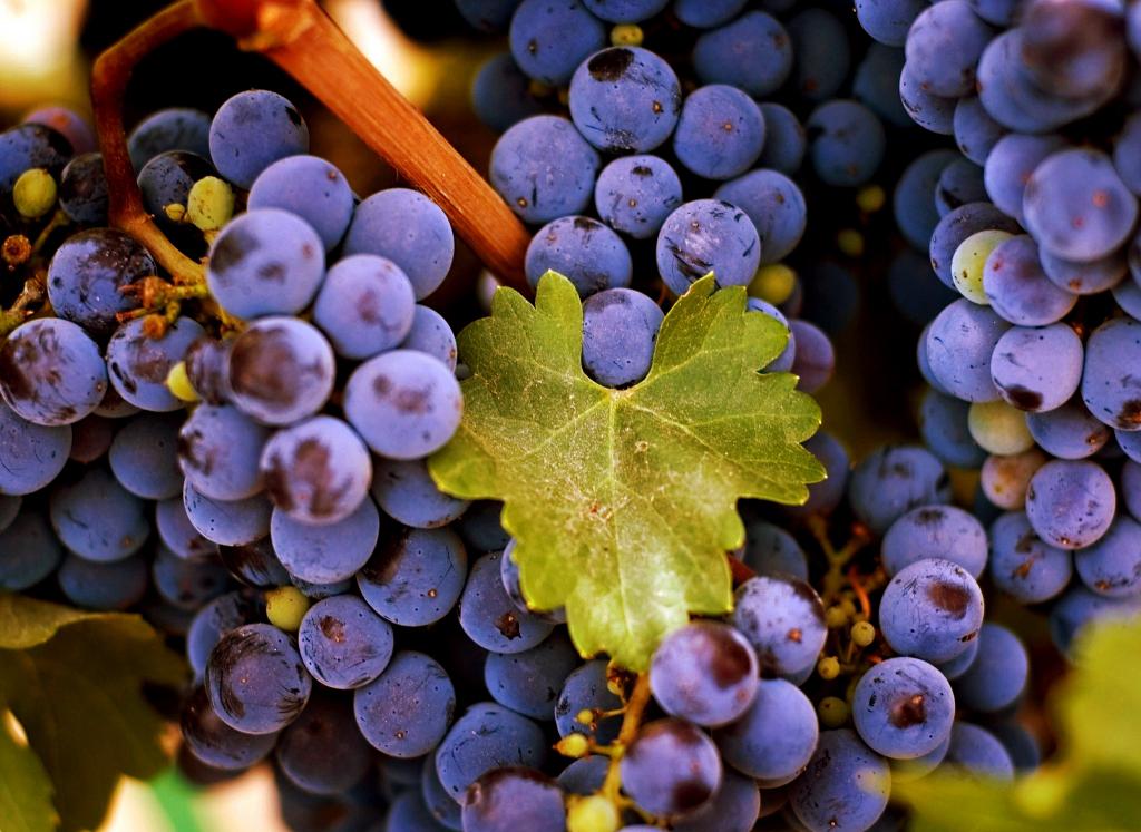 Сохнет кисть винограда: причины