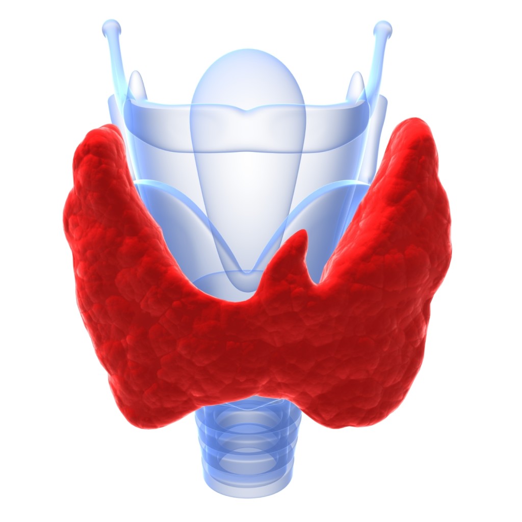 гипоплазия щитовидной железы у взрослых