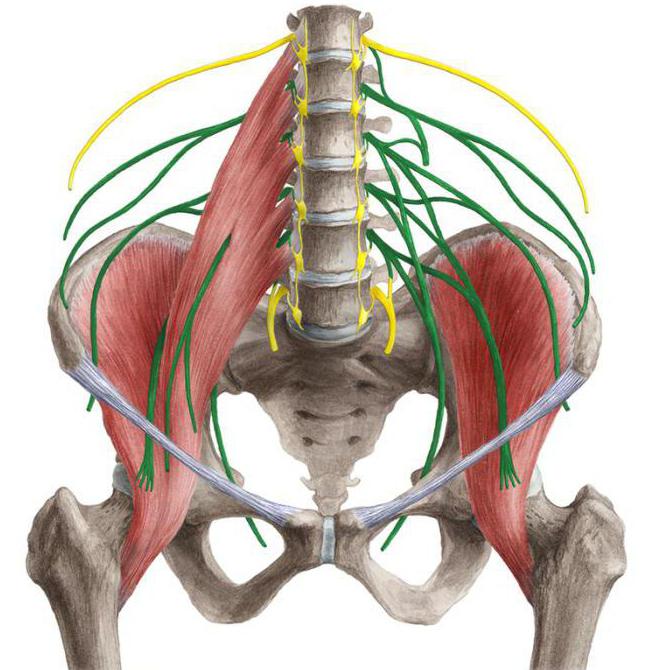 нервы крестцового сплетения 