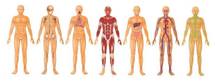 main planes of the axis of the human body