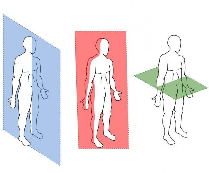 схема осей и плоскостей в теле человека 