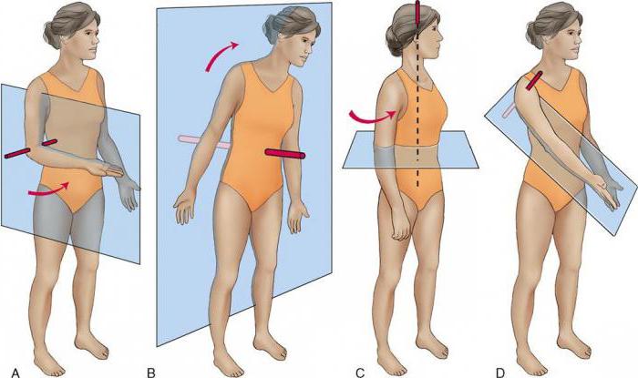 anatomical nomenclature of the axis and planes of the human body