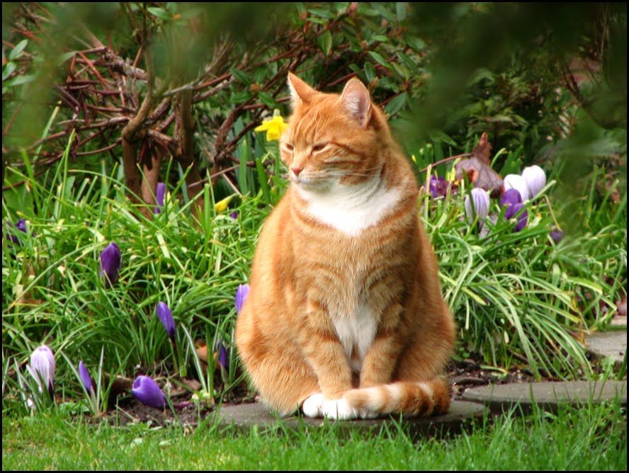 кот, гуляющий в саду