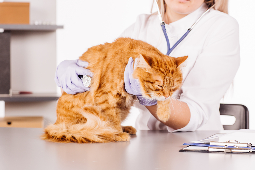 ветеринар обследует кошку