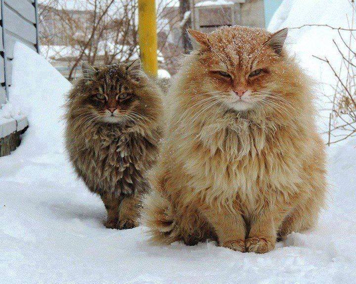 норвежские кошки зимой
