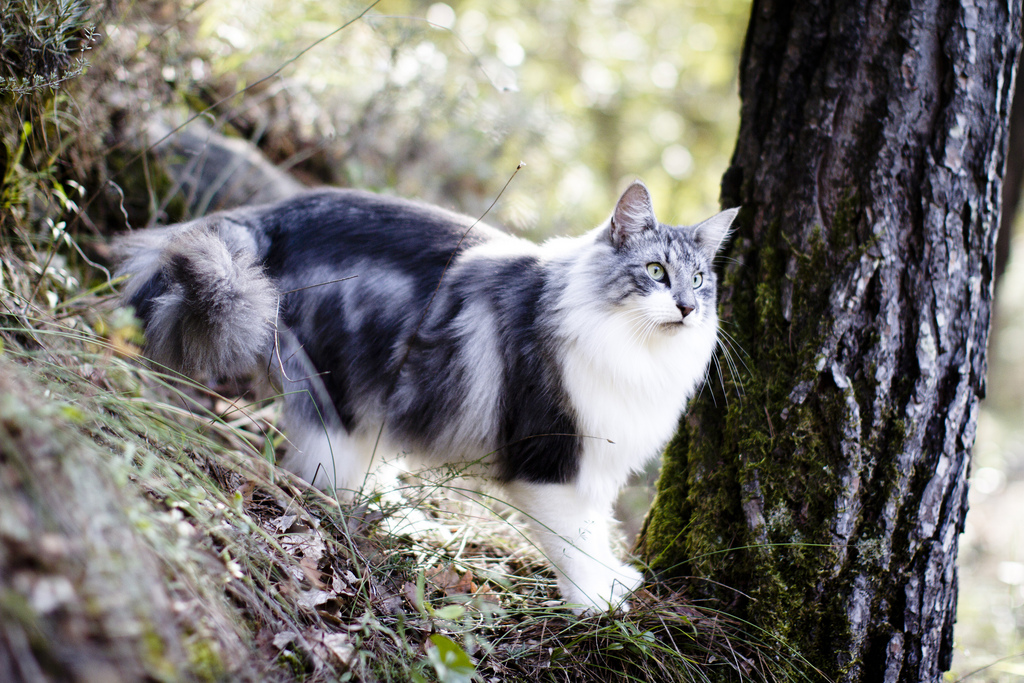 норвежский кот гуляет на природе