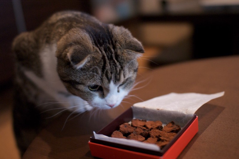 кошка рядом с коробкой конфет