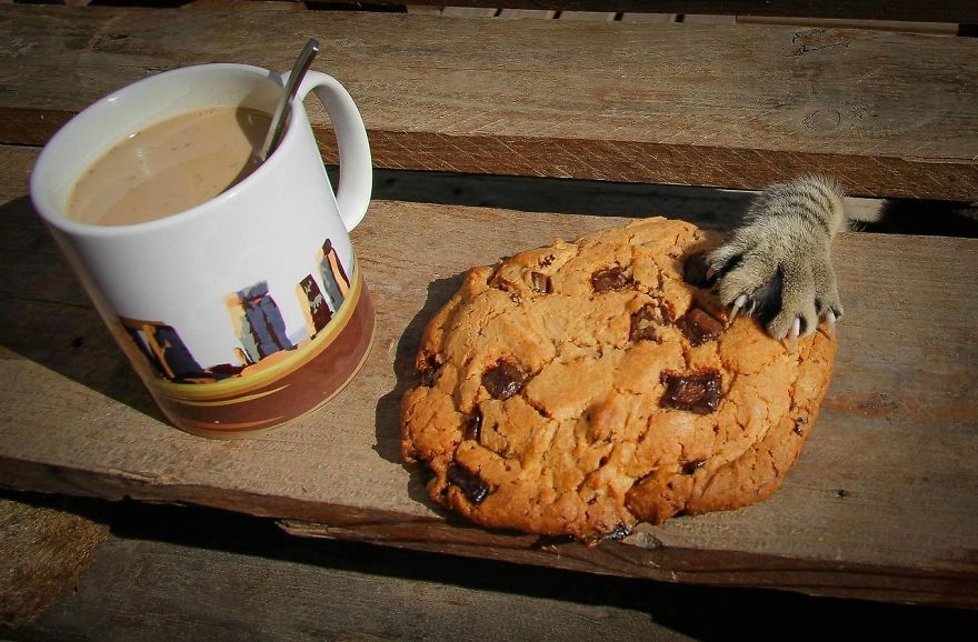 cat steals chocolate chip cookies