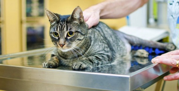 examination of a cat by a veterinarian