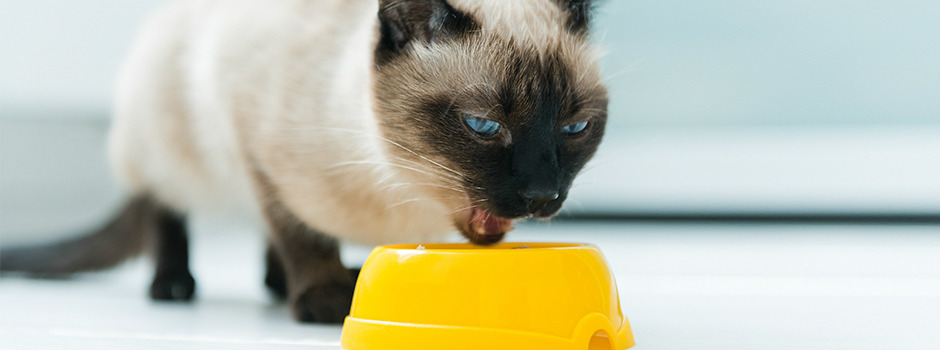 cat feeding