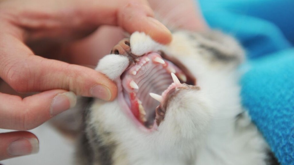 cat teeth