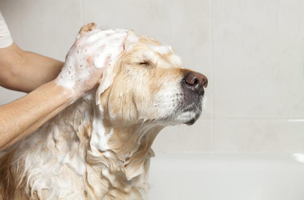 как помыть белый мех собаки