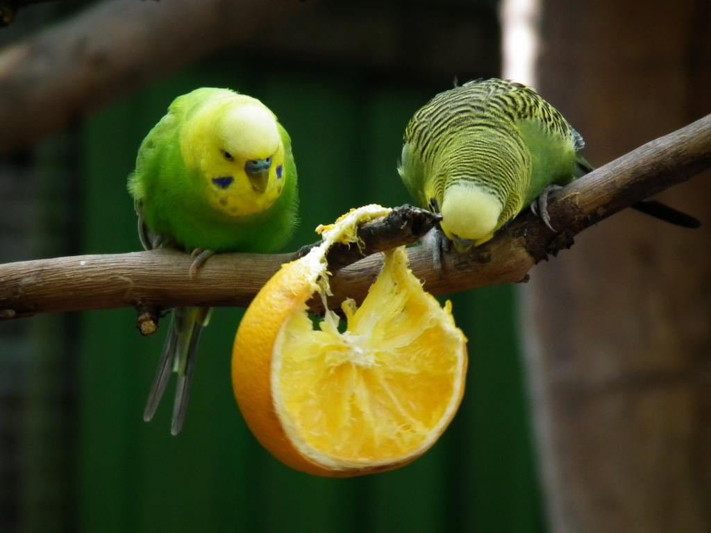 Можно попугаям клубнику. Питание волнистых попугайчиков. Попугай волнистый апельсин. Что едят попугаи. Фрукты для попугаев.