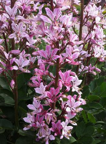 lassens Caucasian photo and description