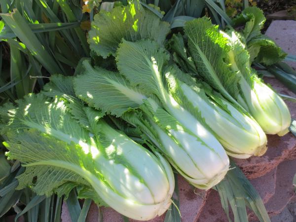 The cultivation of Beijing cabbage