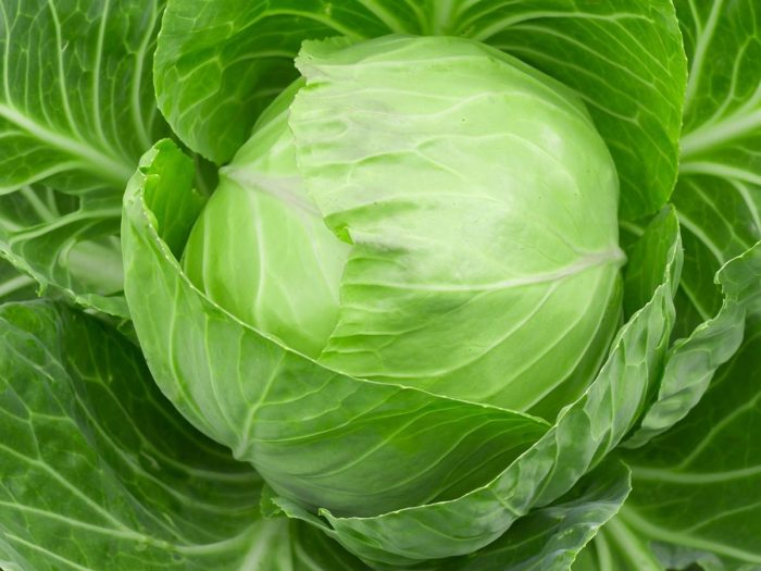 Growing cabbage