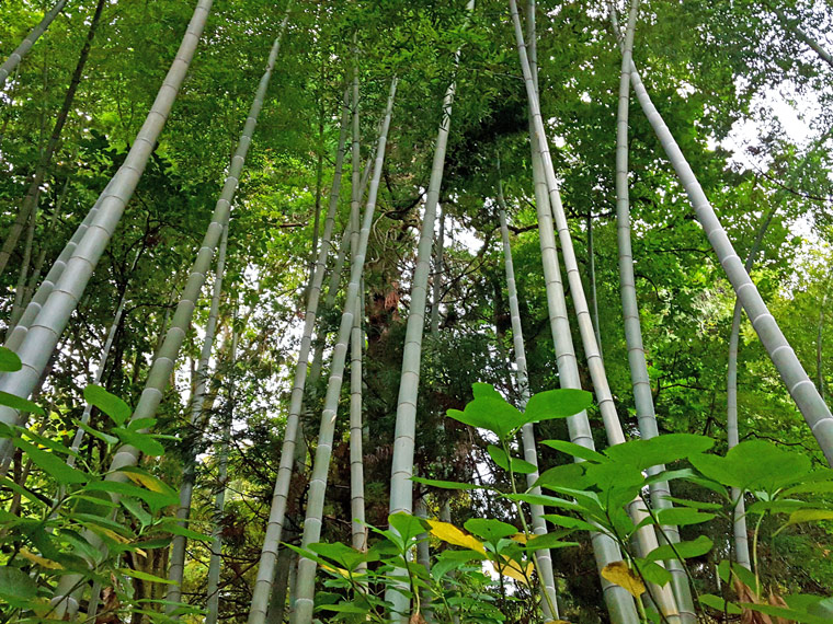 Bamboo Grove in the Botanical Garden