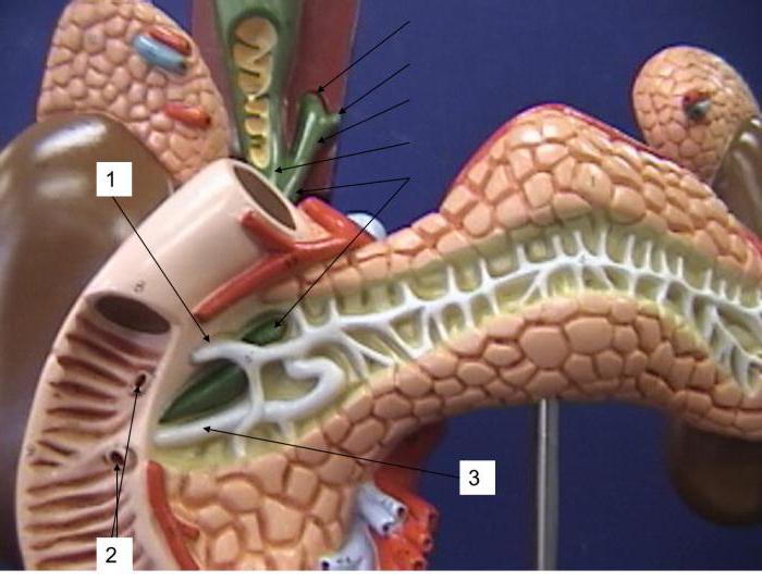Где протоки поджелудочной железы открывается thumbnail