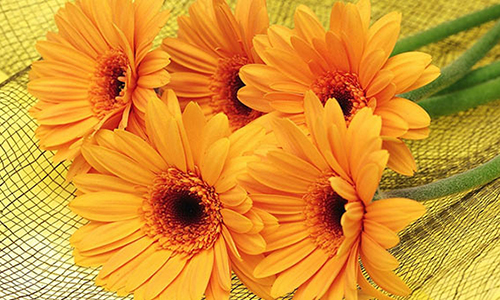 Calendula for masks