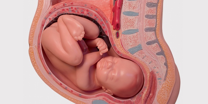 Ребенок активный 37 недель. Ребёнок на 35 неделе беременности. Малыш в животе и мочевой пузырь. В 30 недель беременности малыш очень сильно давит на мочевой пузырь. Ребёнок давит на мочевой пузырь 34 недели беременности.