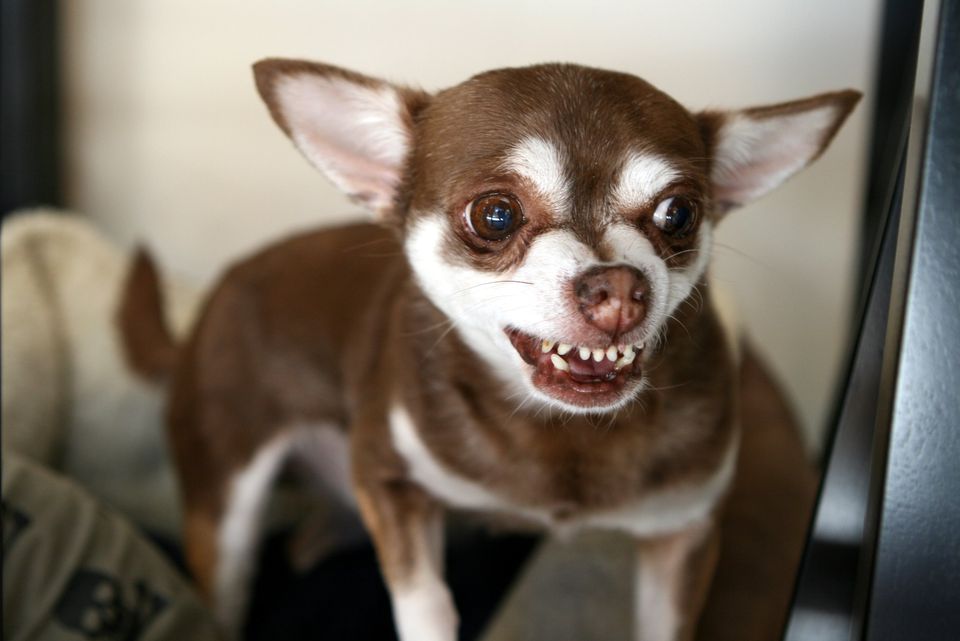 How many teeth does a small dog have?