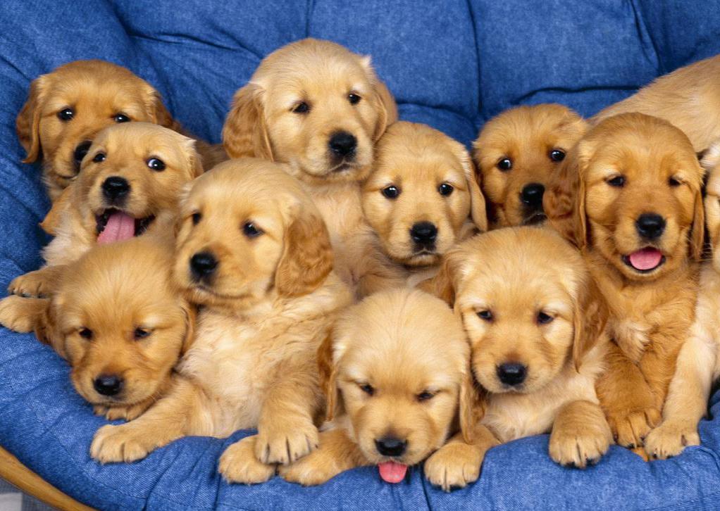 The sequence of appearance of teeth in a puppy